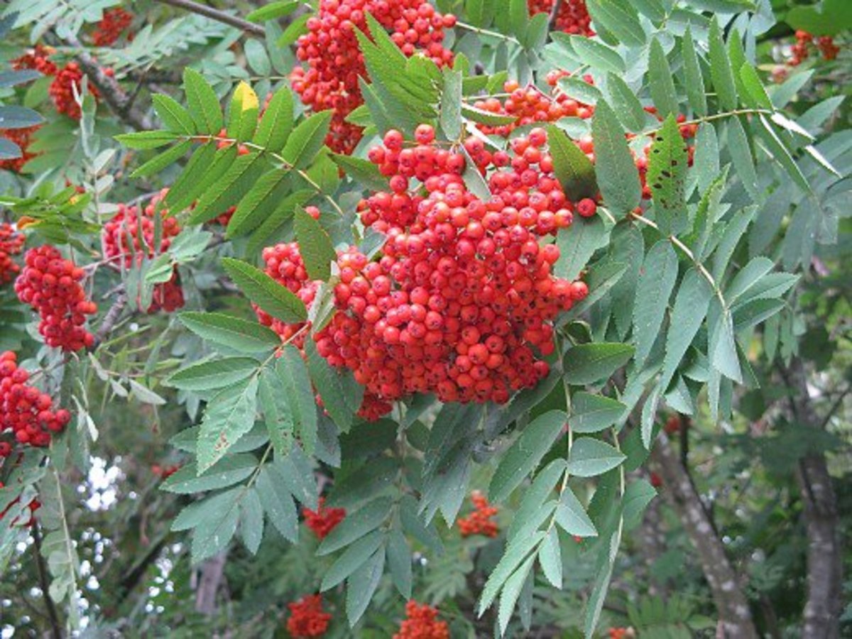Mountain ash, or rowan, has red berries and isn't attacked by the emerald ash borer.