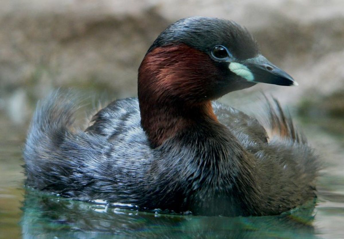 The Complete Guide to British Birds Divers and Grebes Owlcation
