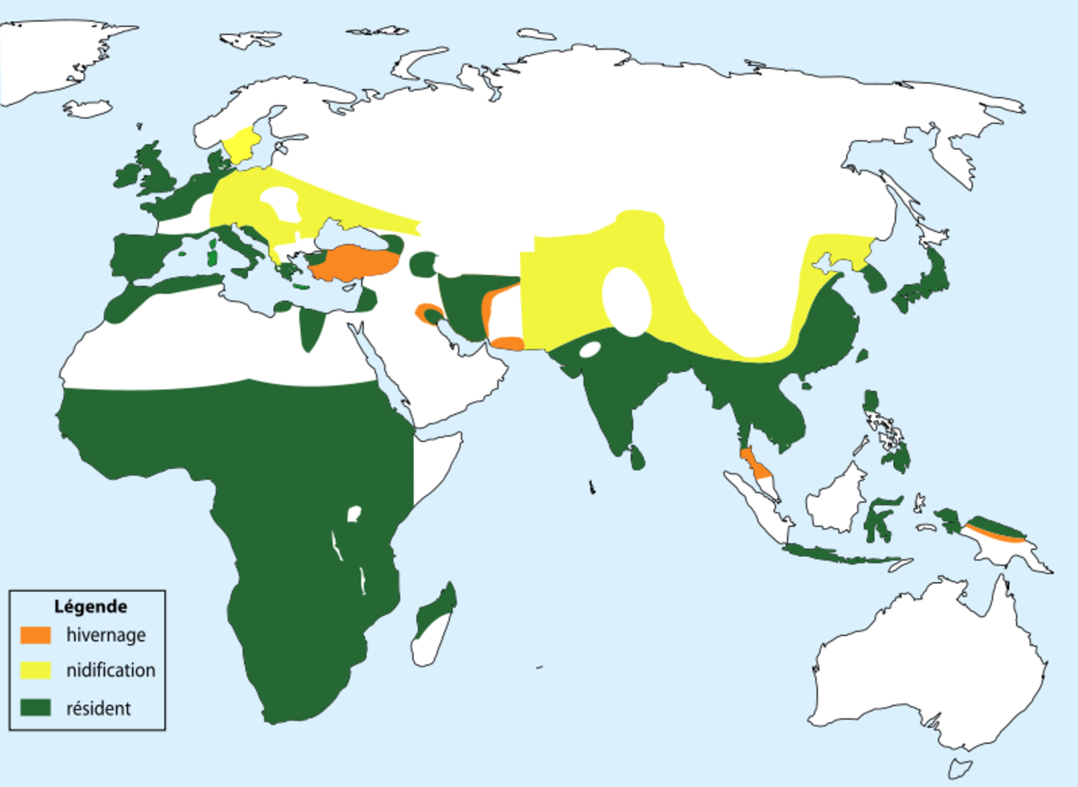As well as living in Britain, the little grebe can be found right across the Old World. The green areas denote where it is resident, yellow= summer/breeding areas and orange= winter areas.