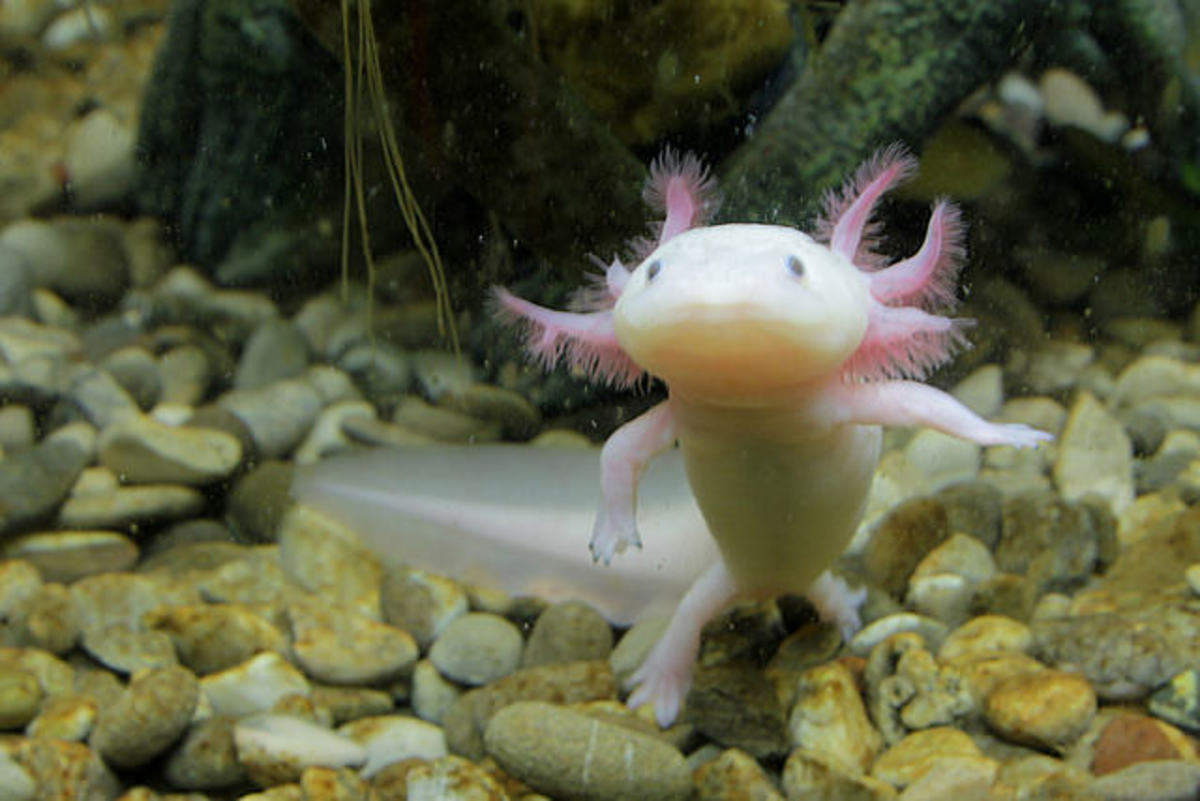 The Mexican axolotl, a cute salamander, can replace its own body parts and make new connections for them in its brain.