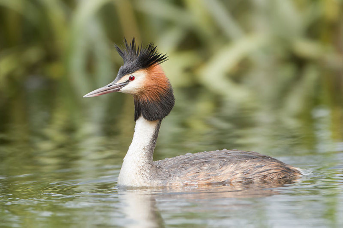 The great crested grebe in breeding plumage , with its double crest, ear tufts, ruff and contrasting light and dark colouring.