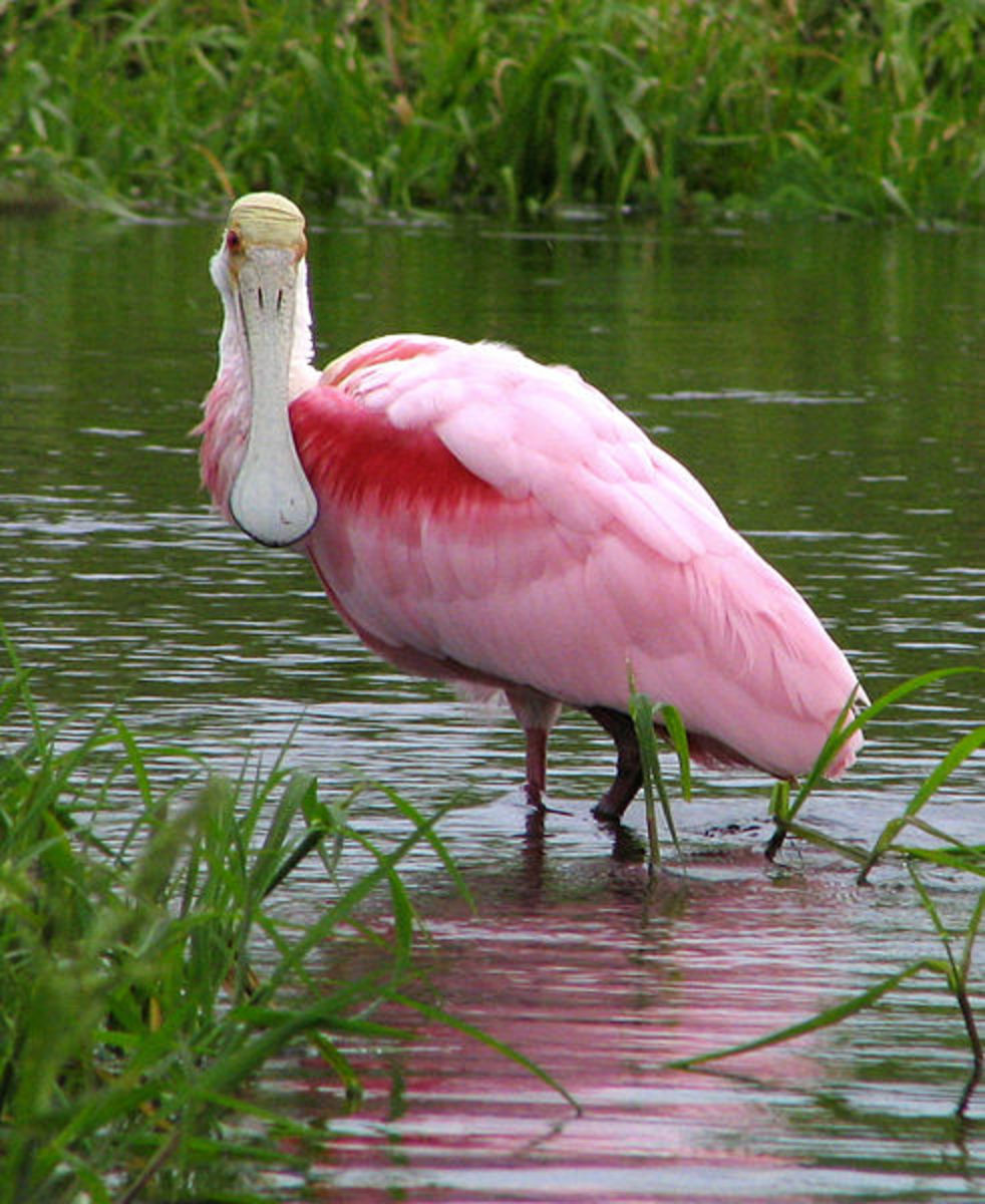 The Spoonbill turns bright pink because of the freshwater shrimp it eats. 