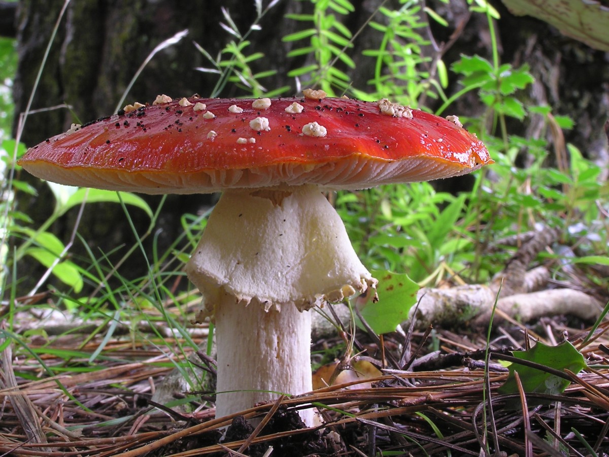 Mushrooms and Toadstools are the 'fruiting bodies' of fungi - they are like the flowers of plants. Fung are some of the most important organisms on the planet