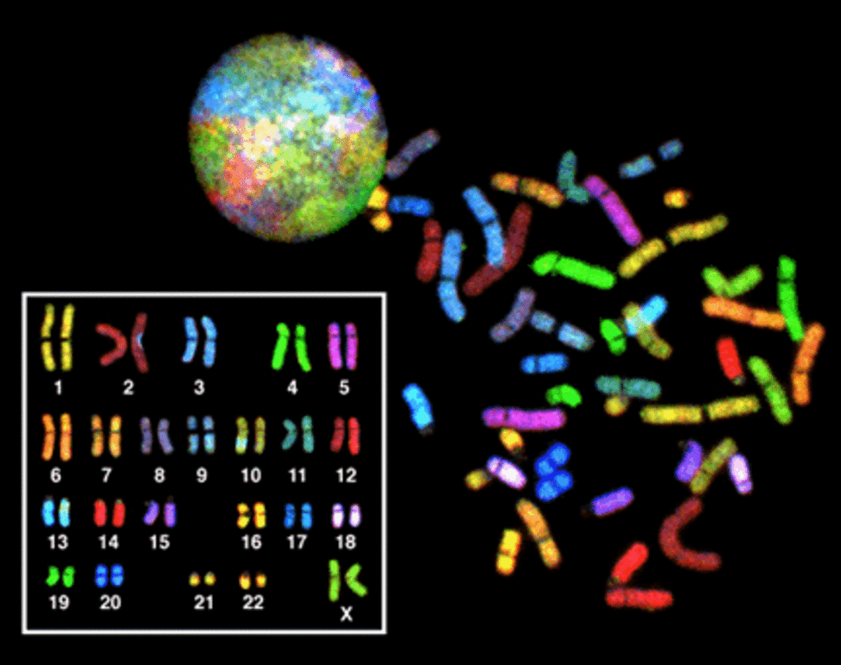 A karyotype of a human female. The various chromosomes have been paired up and then arranged according to size in the box