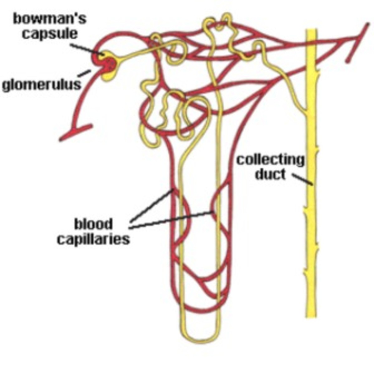 The Heart as an Endocrine Gland - Owlcation