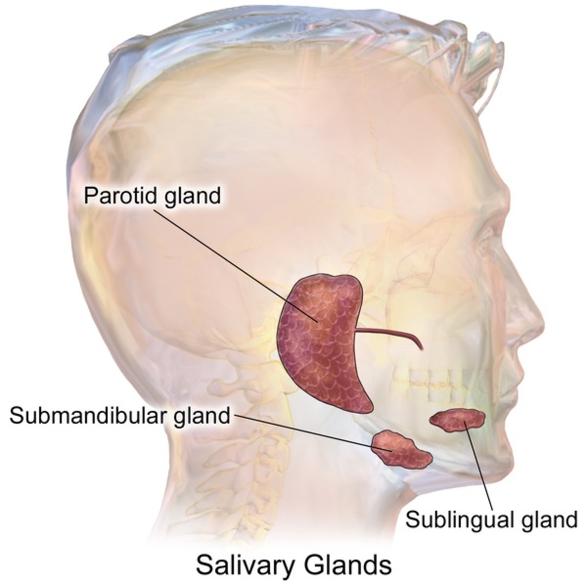 Saliva And Salivary Glands Facts Functions And Disorders Owlcation