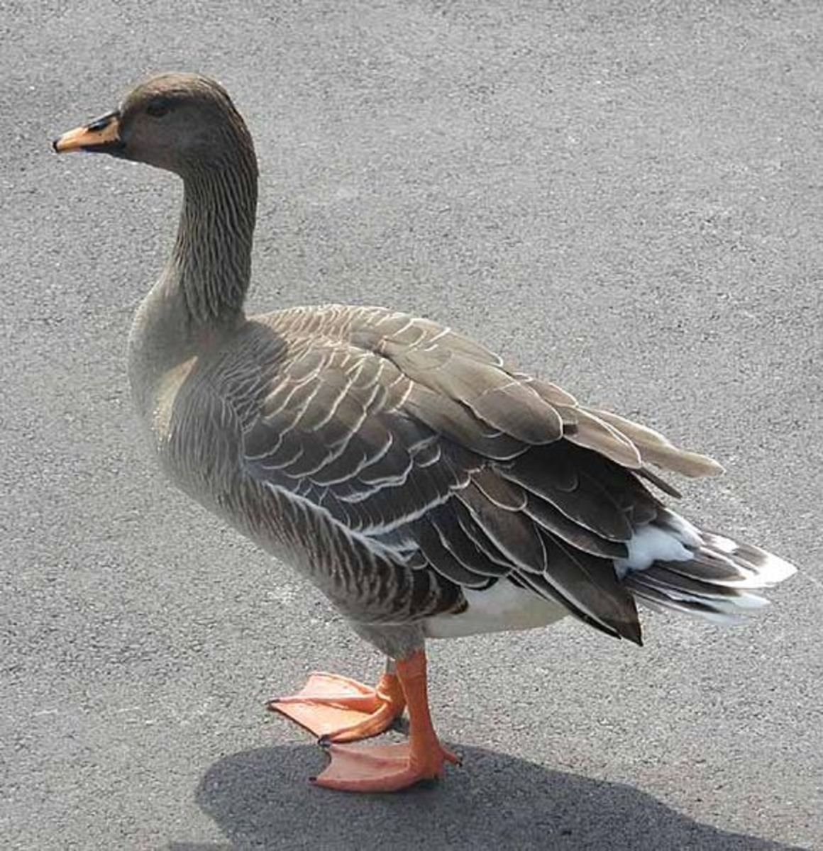 The adult bean goose is a large upstanding bird with mottled dark brown plumage, a long neck and head and yellow-orange legs and feet. The bill is usually yellow and black.