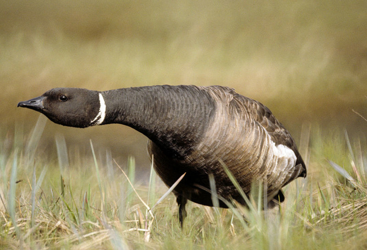 This photo shows an adult Brent goose adopting a defensive position. It has a black head, neck and breast with a small white patch on the neck, and a dark grey-brown back. The bill is short and the head narrow.