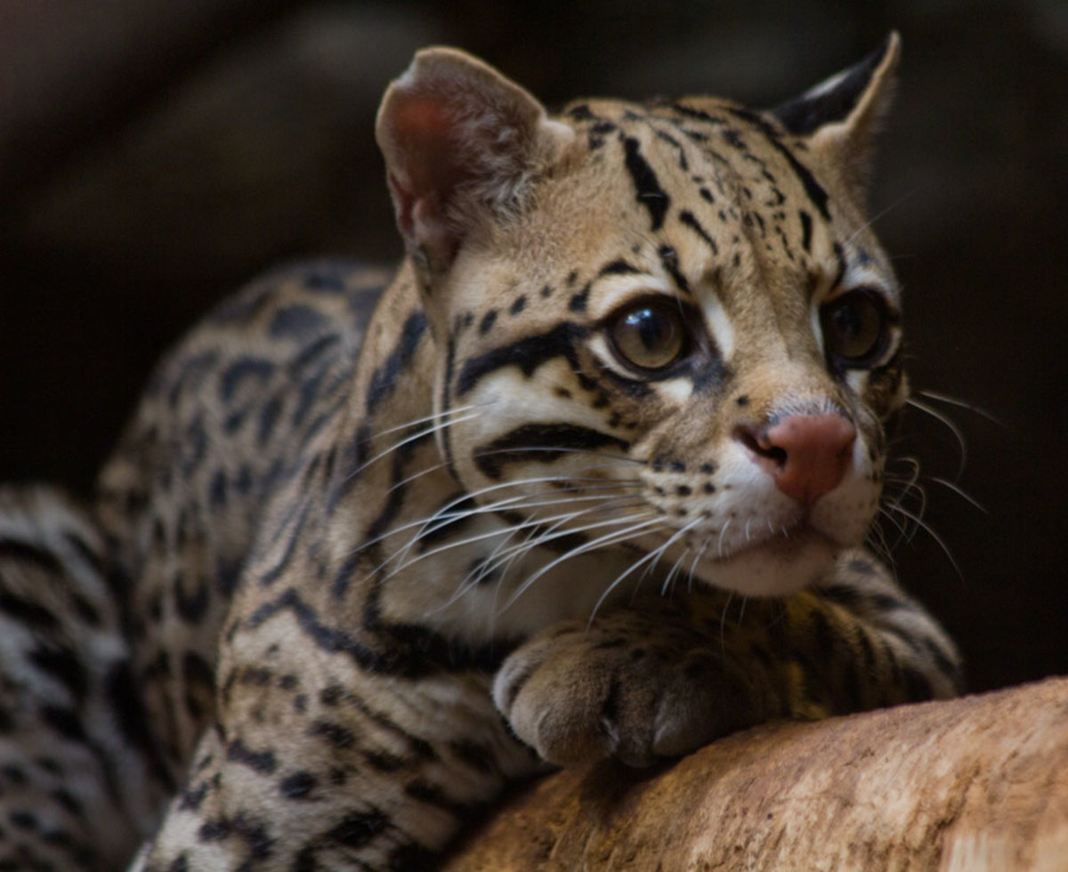 The ocelot is sometimes called the painted leopard.