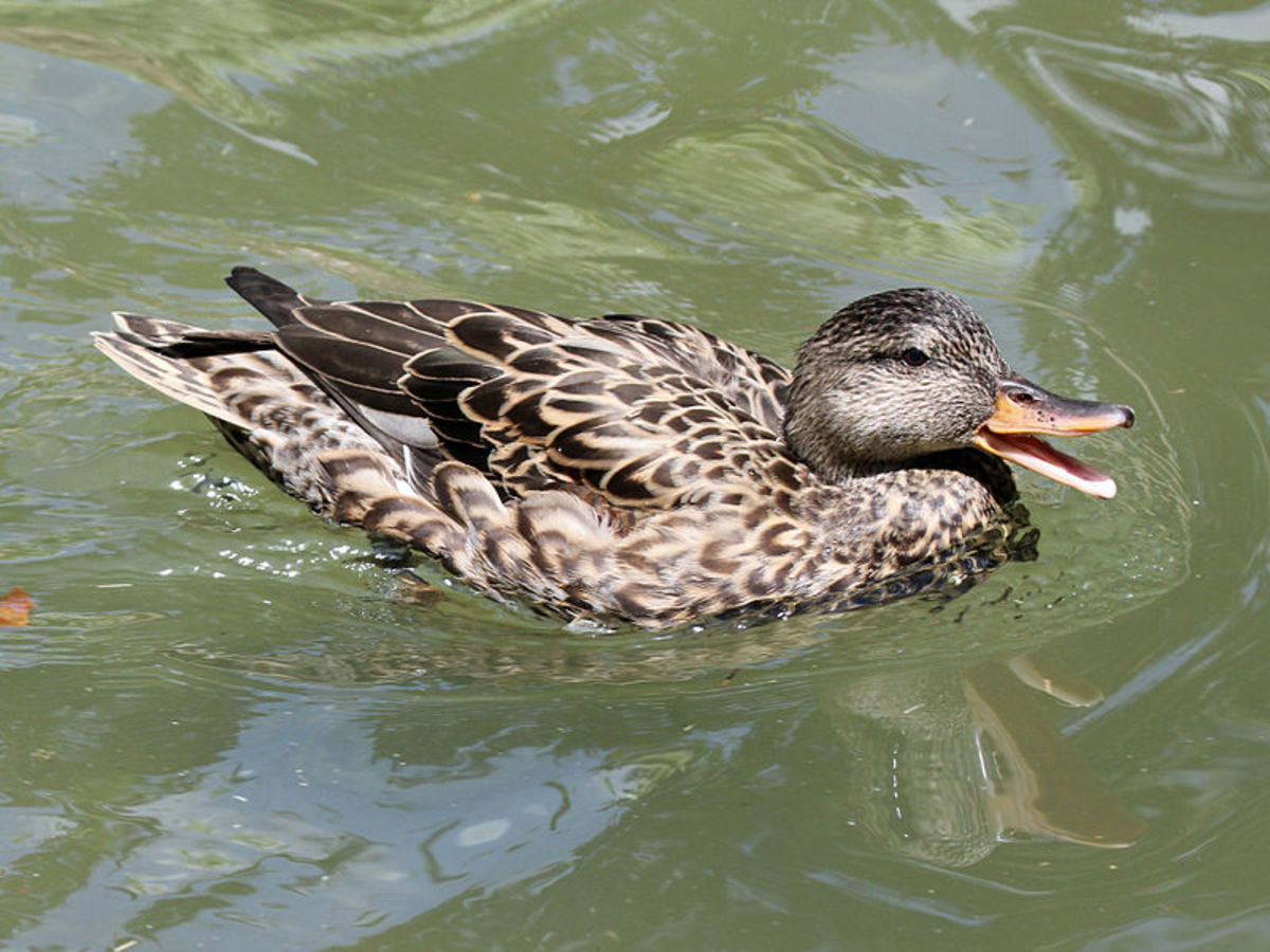 The female looks very similar to the female mallard, apart from white wing patches.