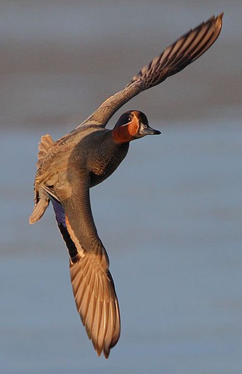 An impressive photo of a common teal drake in full flight.