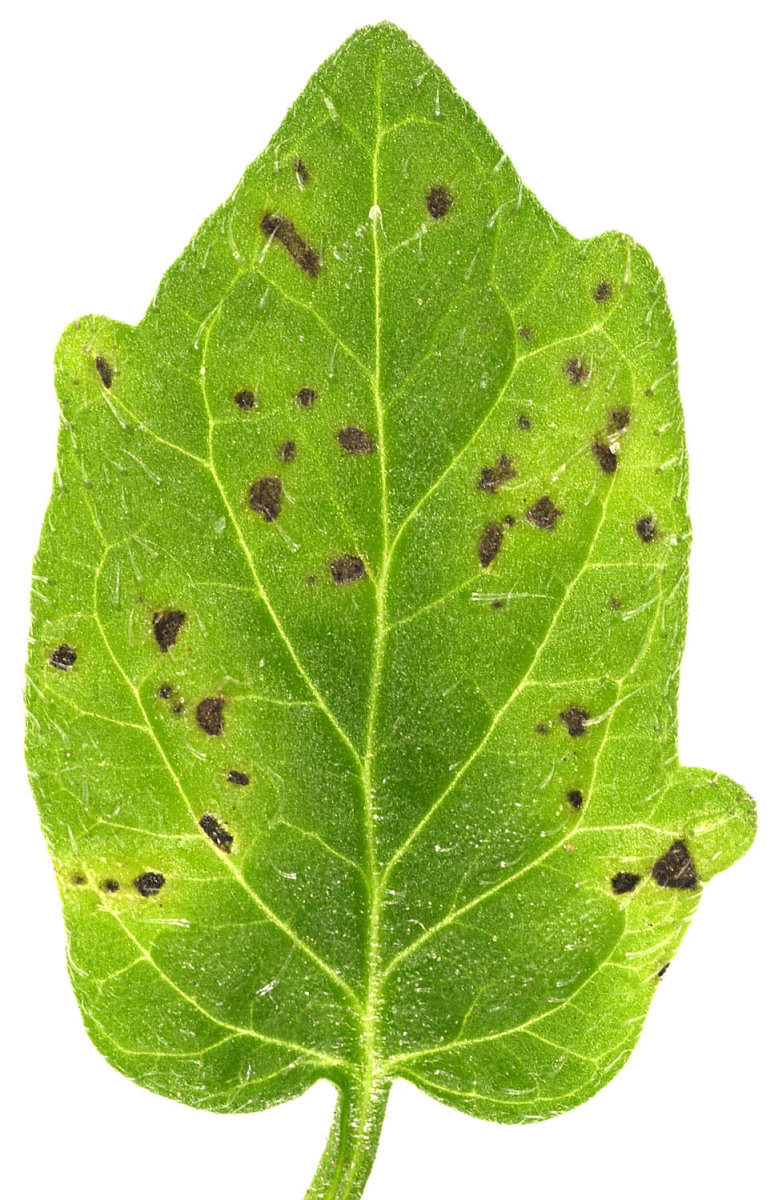 Evidence of the bacteria, Pseudomonas syringae, on a leaf. A bacterium enters the leaf by freezing and softening its skin.