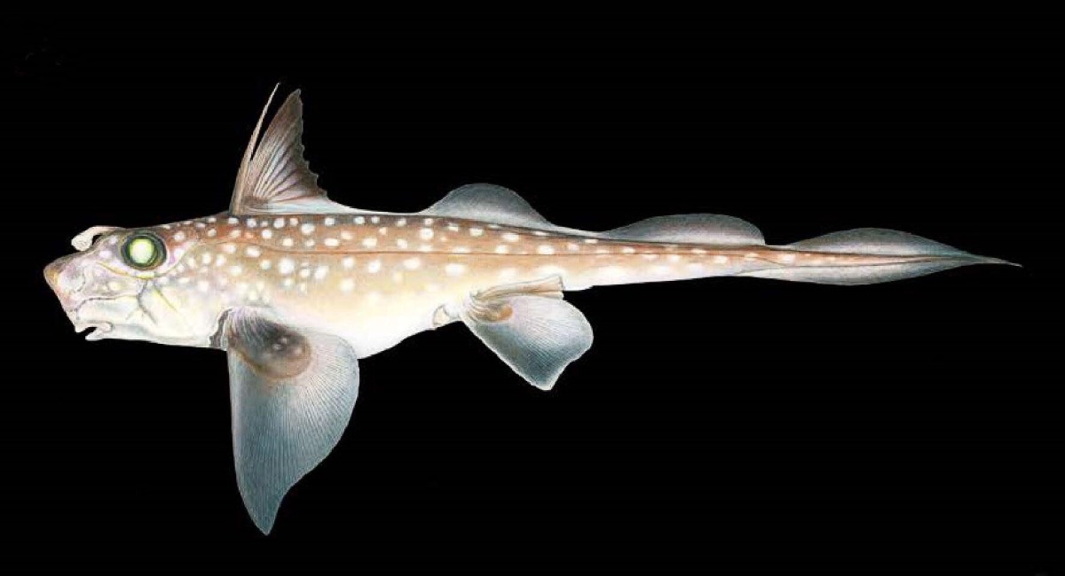 External appearance of a spotted ratfish; the club-shaped structure on the head indicates that this is a male
