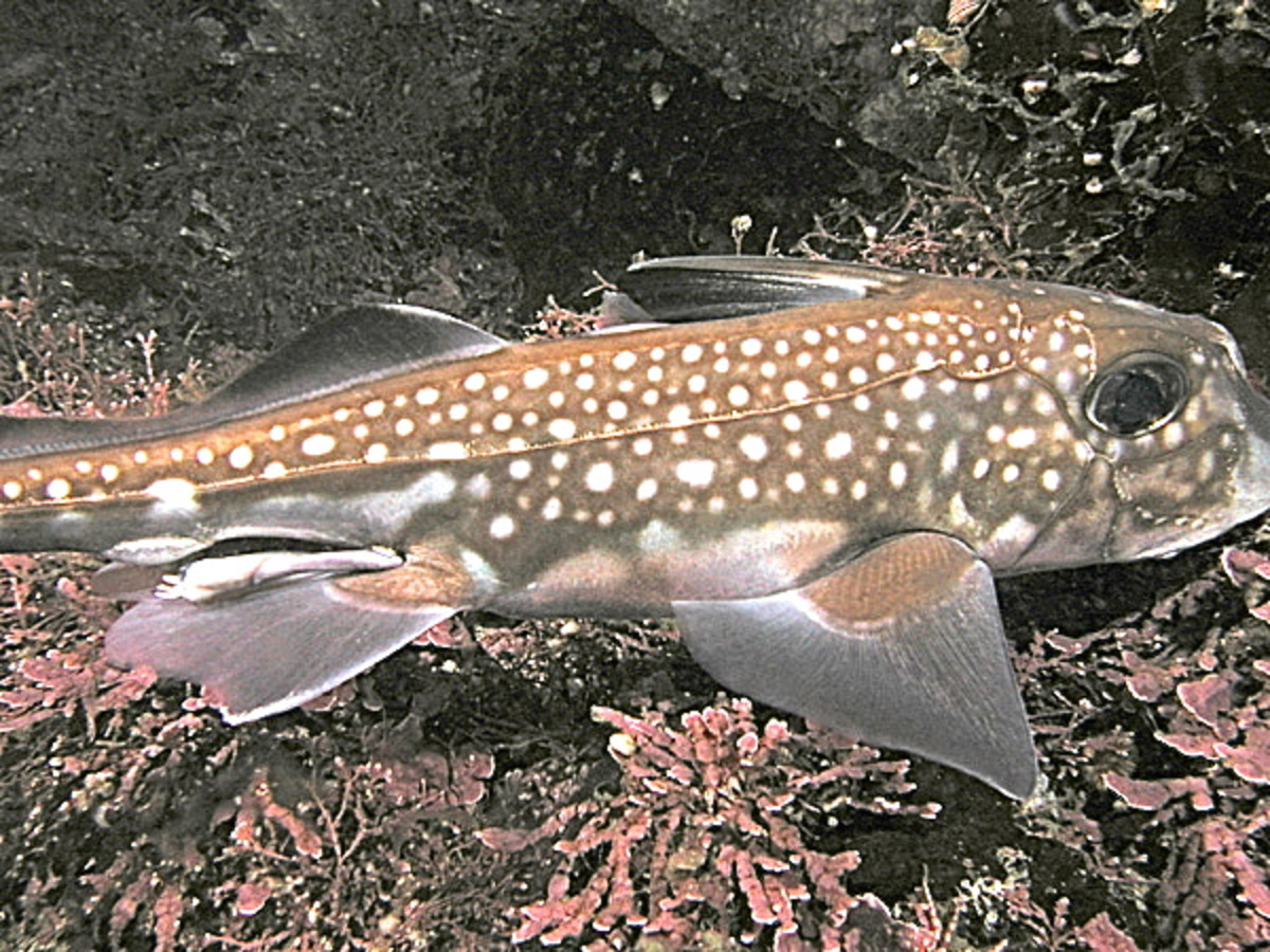 A male spotted ratfish with "seams" (part of the lateral line system)