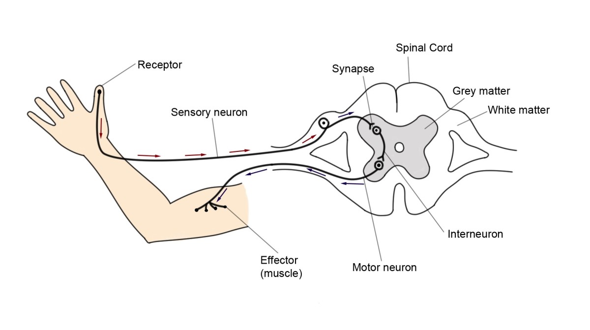 Reflex Action And Reflex Arc What Happens When You Accidentally Touch 