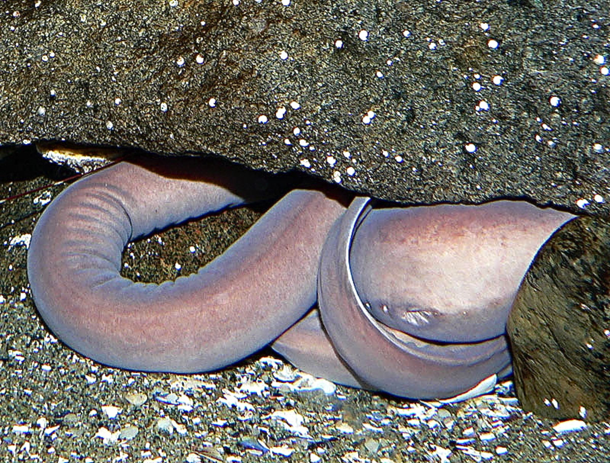 A Pacific hagfish trying to hide under a rock