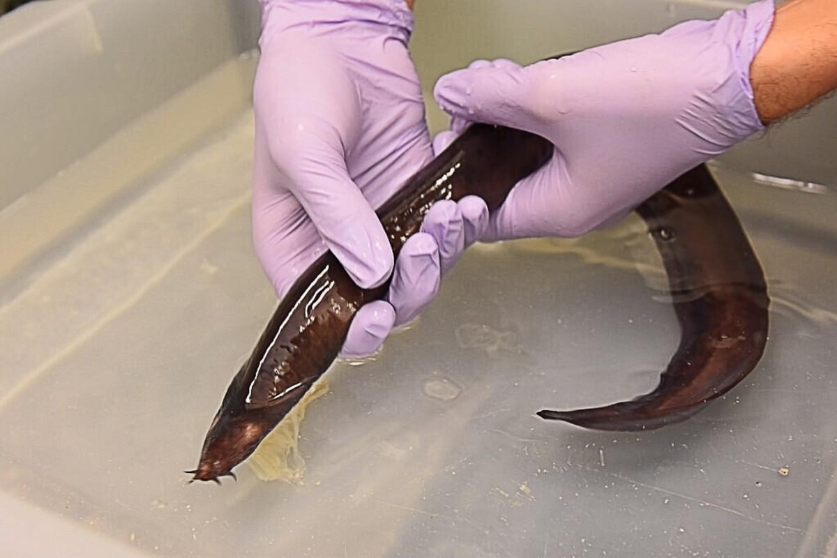 A hagfish in a lab