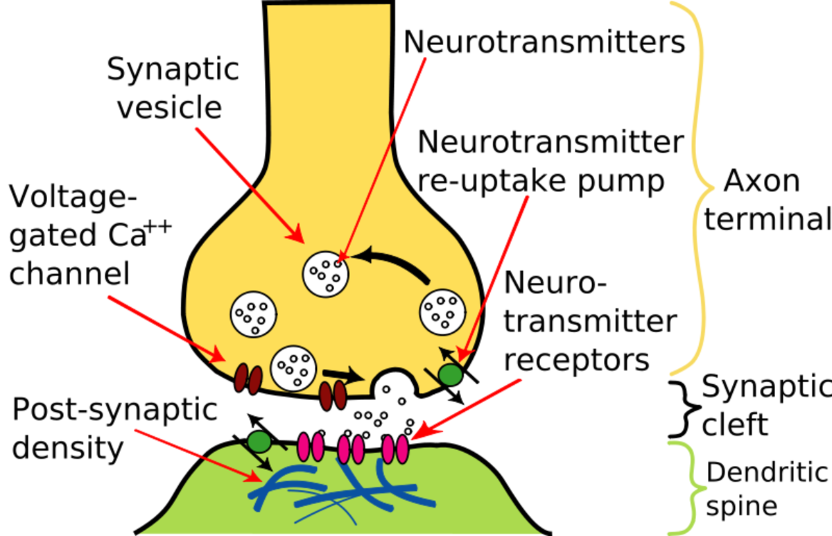 This is a synapse. Neurotransmitter molecules are being released from vesicles in the first neuron and traveling to receptors on the membrane of the second neuron.