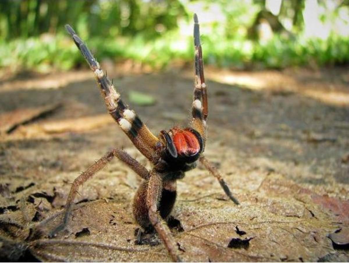 Brazilian Wandering Spider showing fangs when provoked