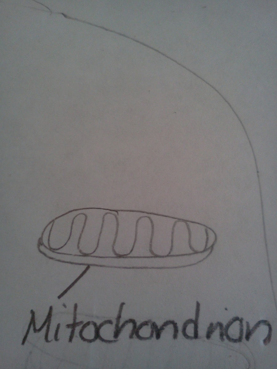 Draw a squiggly line to show the folded inner membrane of the mitochondrian.