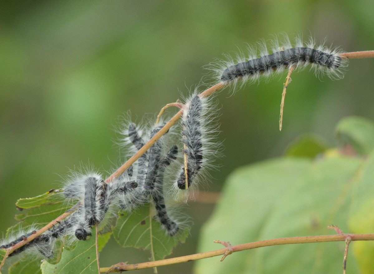 Walnut Caterpillar Larva