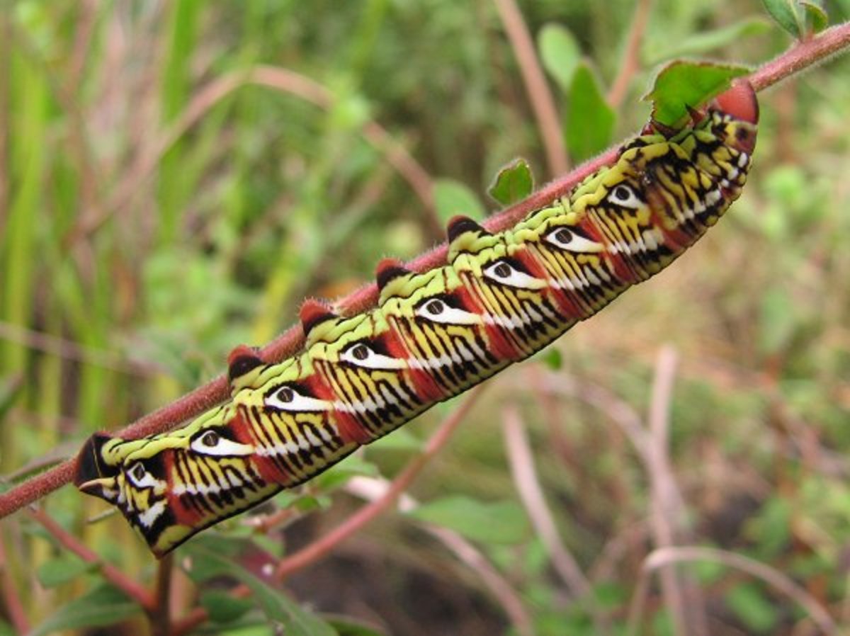 Banded Sphinx Caterpillar
