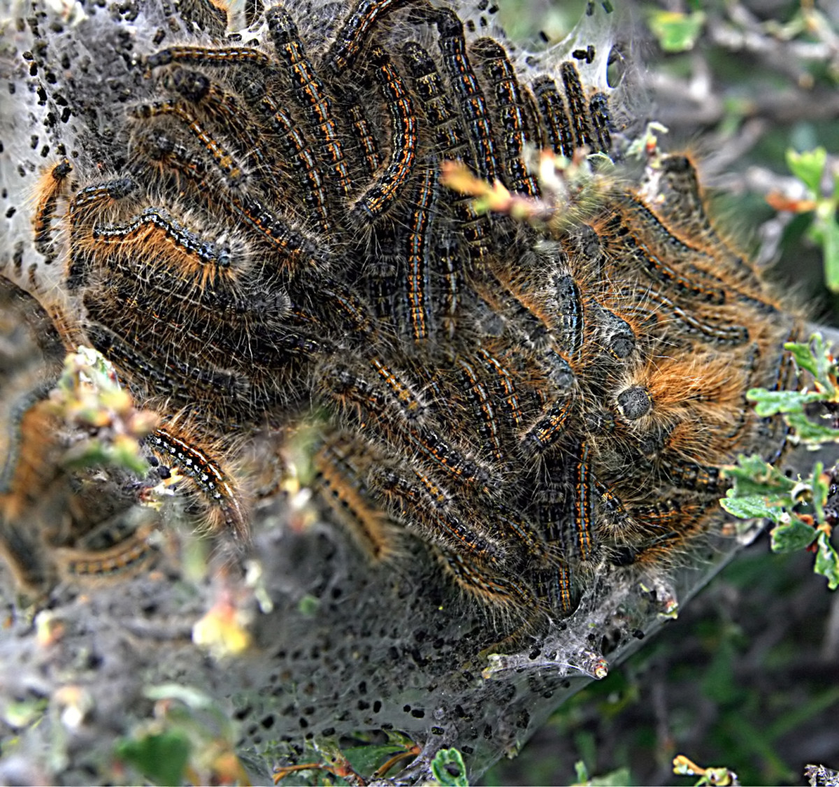 Western Tent Caterpillar Nest