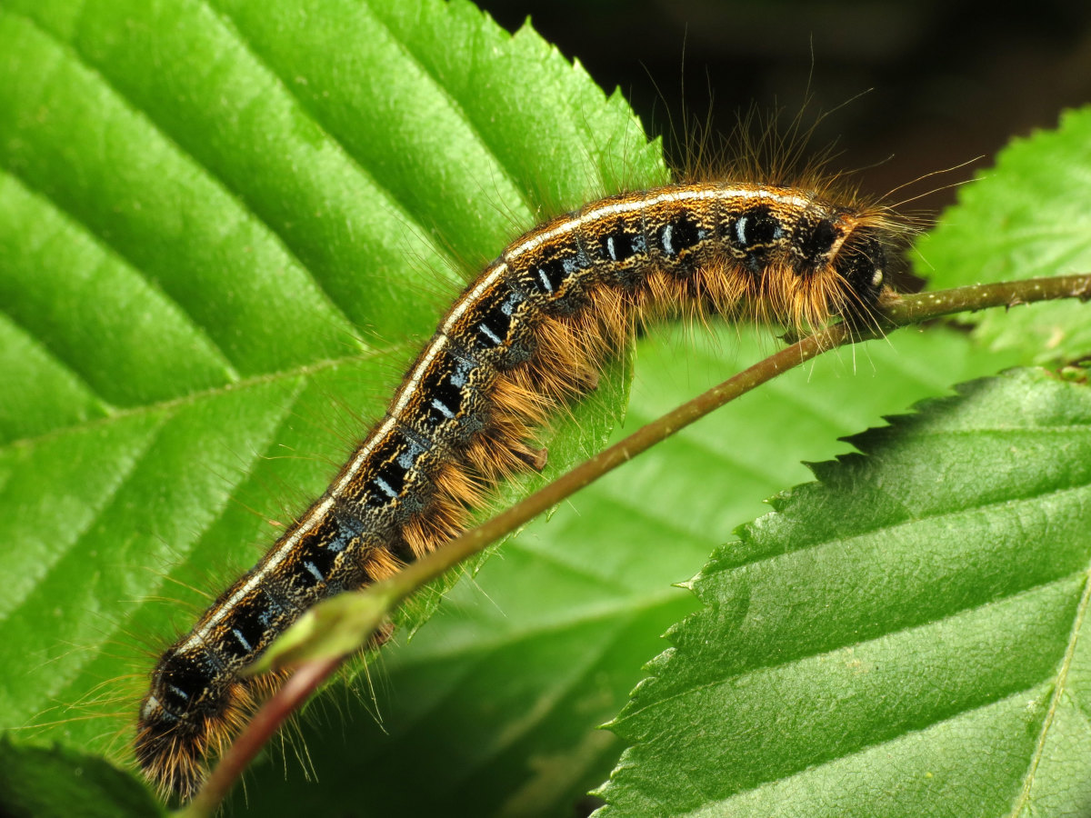 Caterpillar Identification 