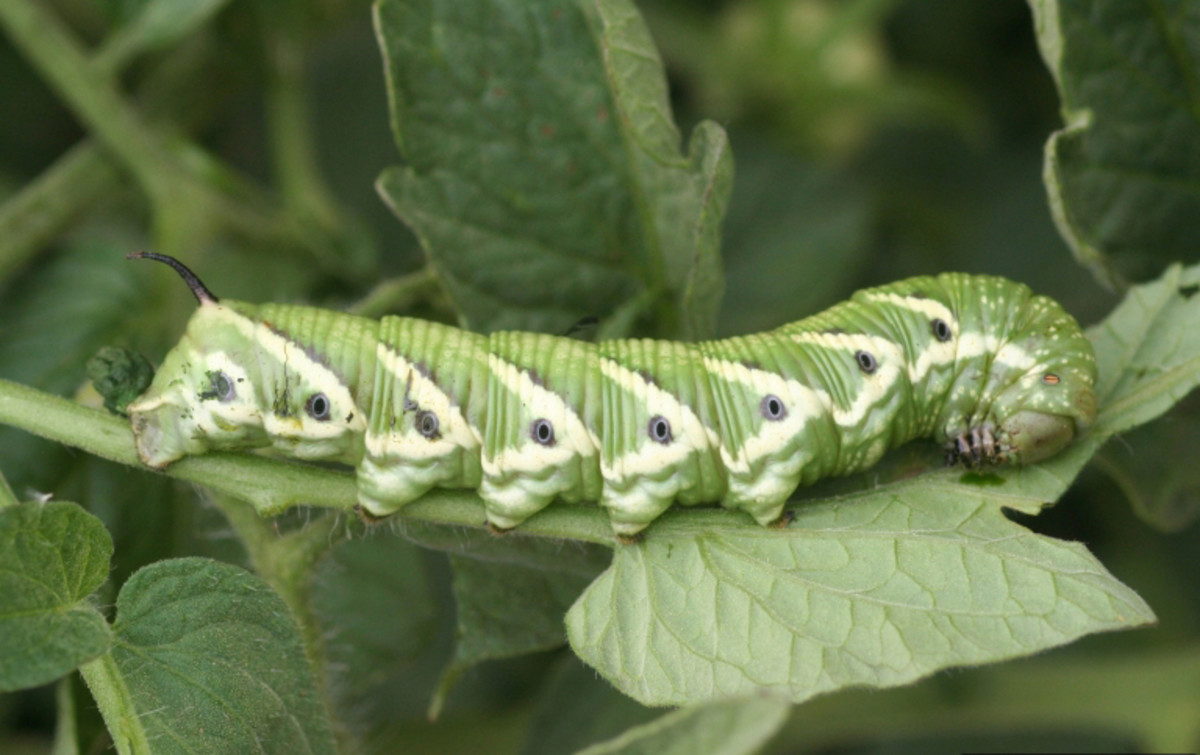 Tomato hornworm (note the blue horn)