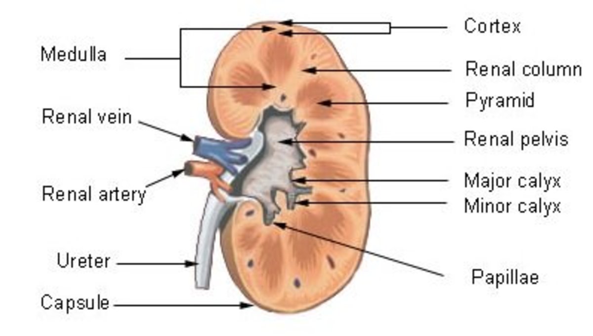 The Urinary System | Diagram of the kidney