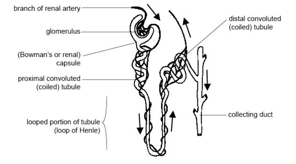 The Urinary System | Diagram of the nephron
