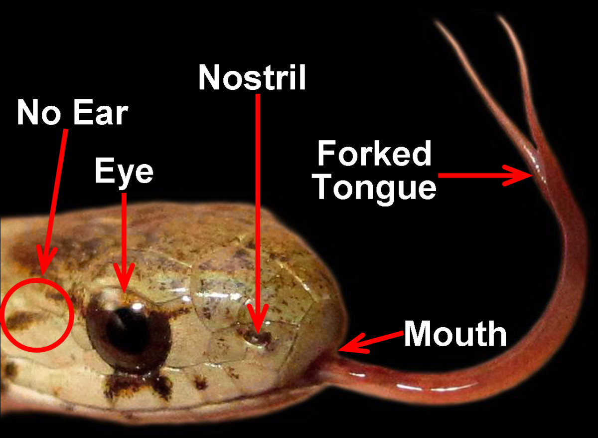 Frequently Asked Questions (FAQs) About Snakes - Owlcation