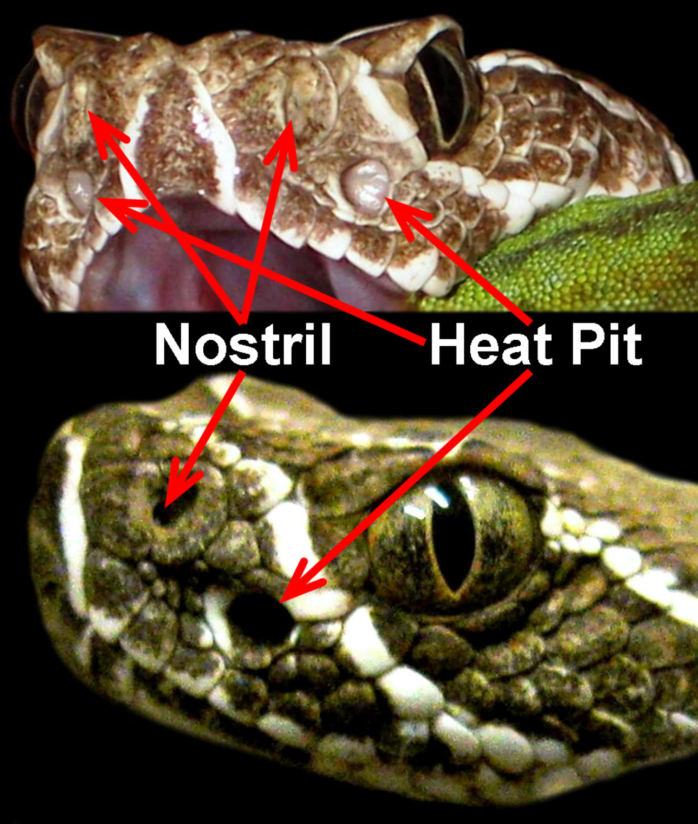 A front-view and a side-view of a Prairie Rattlesnake (Crotalus viridis viridis), showing how the heat-sensing pits face forward and are located in between and below the eyes and nostrils (which open laterally and are hardly visible from the front).