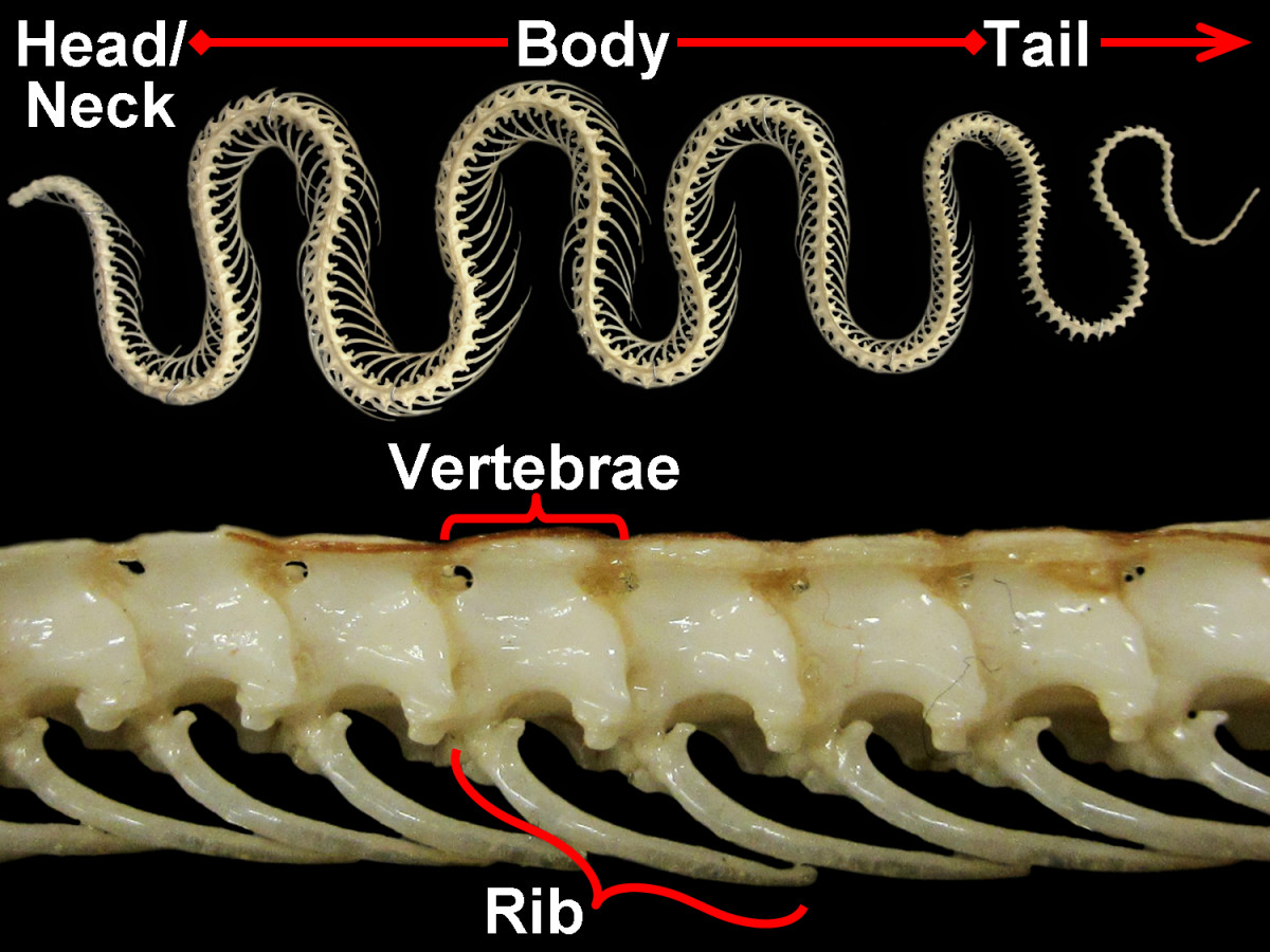 A Garter Snake (Thamnophis sirtalis) skeleton, emphasizing the different sections of the snake as well as the ribs and vertebrae. The skull has been removed to focus on the neck vertebrae. This ~3' long snake has 226 vertebrae and ~350 ribs.