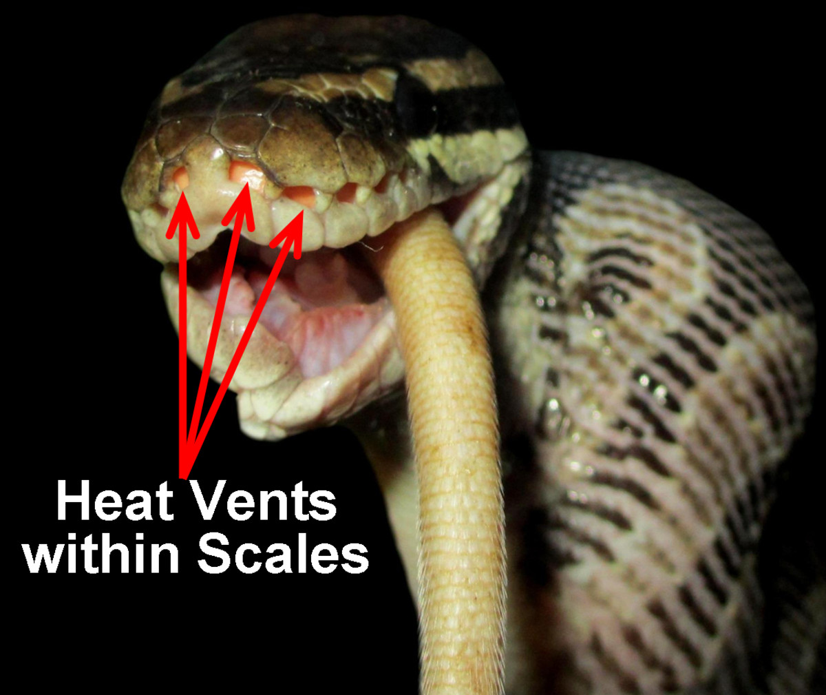 A Ball Python (Python regius), emphasizing its heat-sensitive vents, which are located within its labial scales. Boa Constrictors, on the other hand, possess heat vents between the labial scales. This snake is swallowing the last bits of a rat.