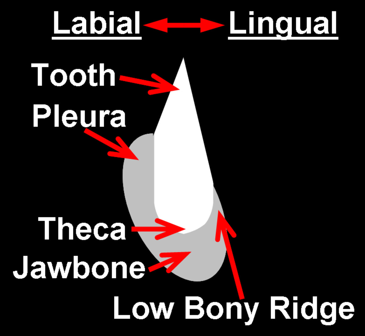 Snakes have subpleurodont dentition, where the teeth reside in a theca (small pocket) bordered on the labial side by a large bony ridge (pleura) and bordered on the lingual side by a small bony ridge.