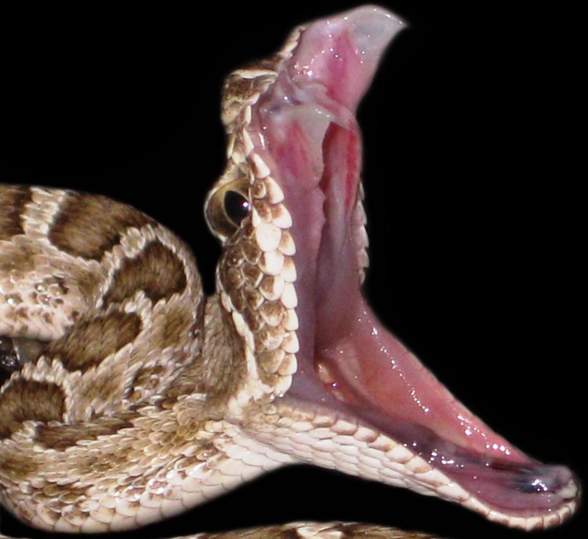The wide-open mouth of a Prairie Rattlesnake (Crotalus viridis viridis), showing a ~100 degree gape that helps it ingest large prey items, whole.