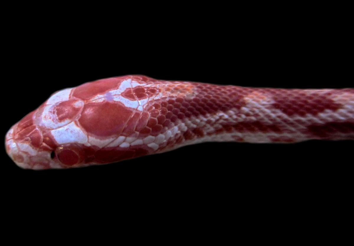 A baby albino Corn Snake (Pantherophis guttatus), showing the red, white, and pink scale colors that accompany the red eyes.  This snake likely has reduced vision and physical performance, meaning that it would probably not survive in the wild.