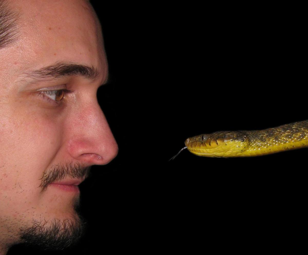 Invasive species, such as this Brown Treesnake (Boiga irregularis), often conflict with human interests, pitting man against snake.  Pic is of the article author (Christopher J. Rex).