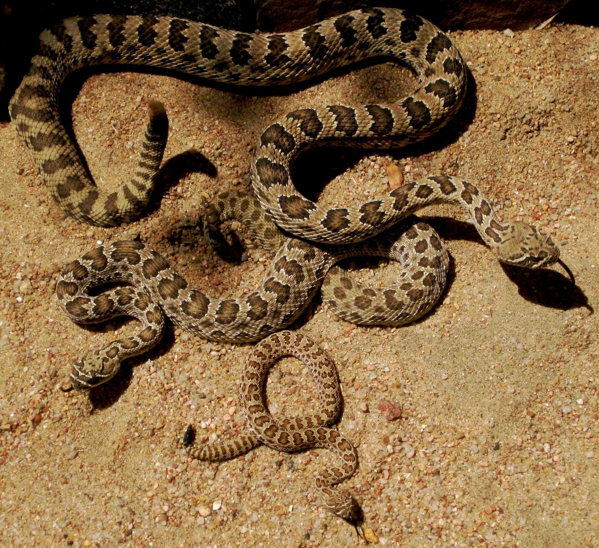 Frequently Asked Questions (FAQs) About Snakes Owlcation