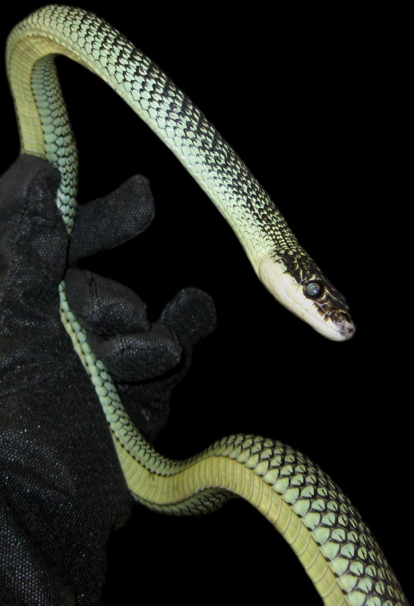 This Paradise Flying Snake (Chrysopelea paradisi) has the capacity to safely glide through the air when "leaping" from tall trees.  Here you can see the unusual underbelly, which becomes concave upon lift-off, forming an air-foil.