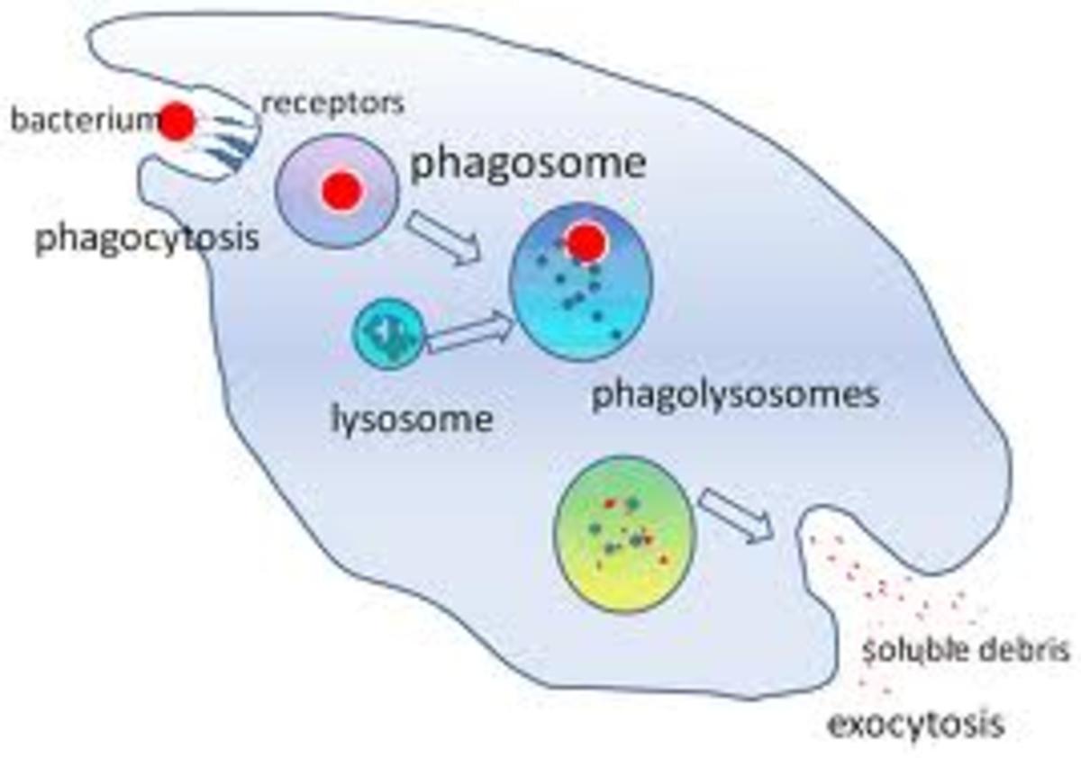 primary-and-secondary-immune-responses