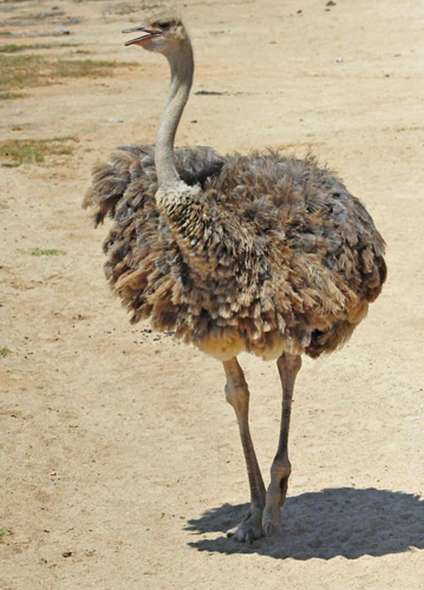 The Ostrich is the largest living bird and, while it can run up to 60 miles per hour, it is completely flightless.