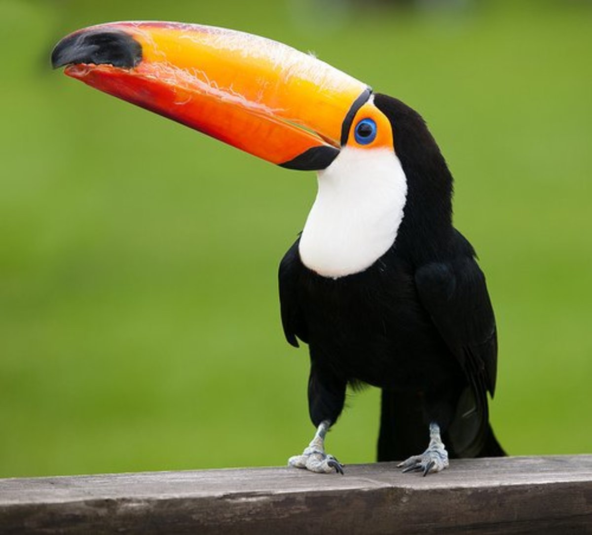 The toucan is a pretty odd looking bird that comes from the forests of South America.