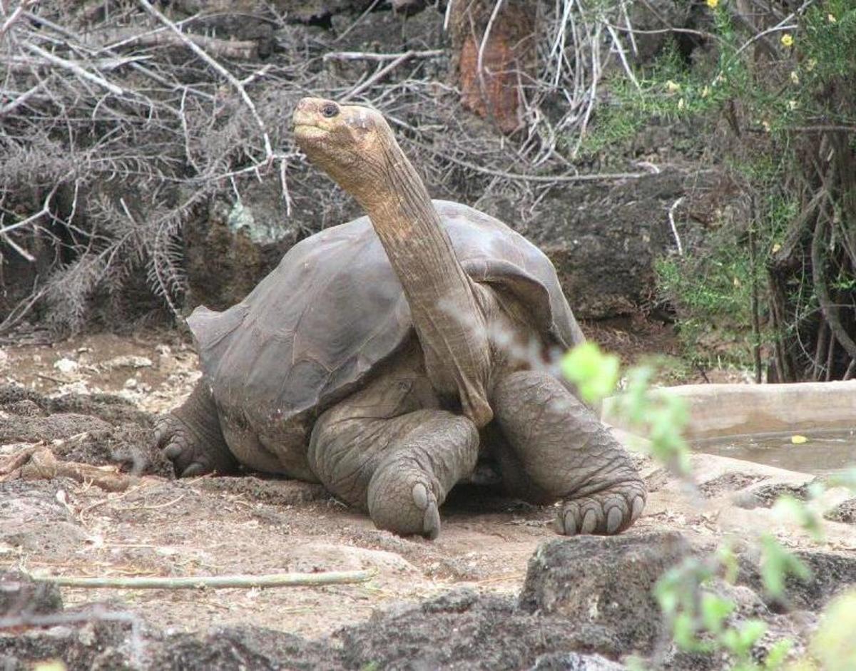 Lonesome George, the last Pinta Island tortoise, died in 2012.