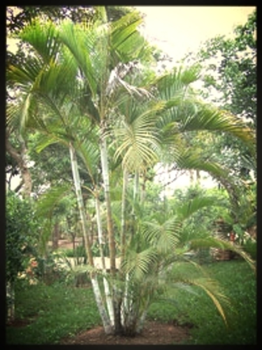 How to Identify Species of Palm Trees Owlcation