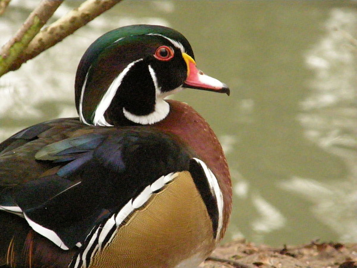 Wood Ducks are one of the most unusual looking birds in North Carolina. 