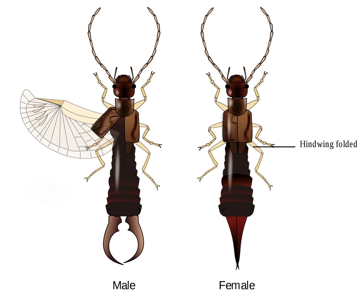 Earwig Facts, Interesting Myths, and Natural Pest Control - Owlcation