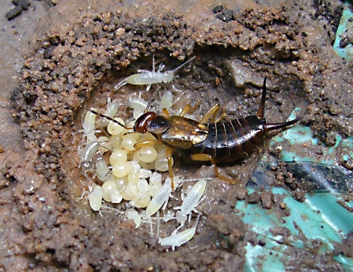 This European earwig is taking care of her eggs and nymphs. Her nest was located under a brick, which was replaced after the photo was taken.