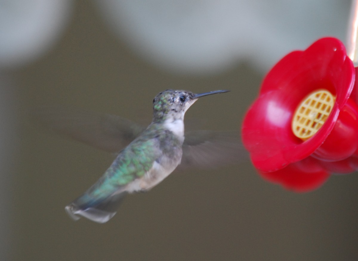 The Sounds of Hummingbirds Owlcation